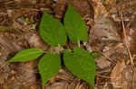 Virginia snakeroot